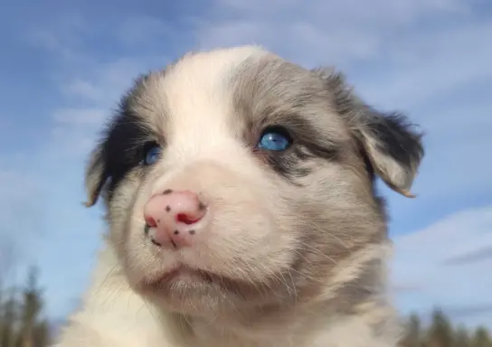 Szczenię BORDER COLLIE z Hodowli - Rasowy pies z pełną dok. 4