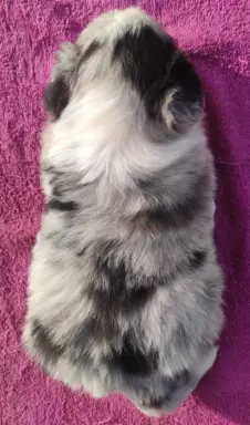 Szczenię BORDER COLLIE z Hodowli - Rasowy pies z pełną dok. 5