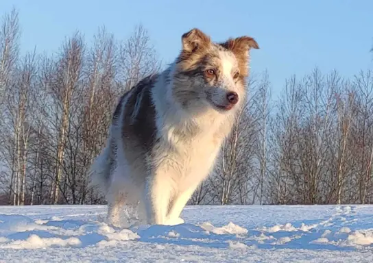 Szczenię BORDER COLLIE z Hodowli - Rasowy pies z pełną dok. 6