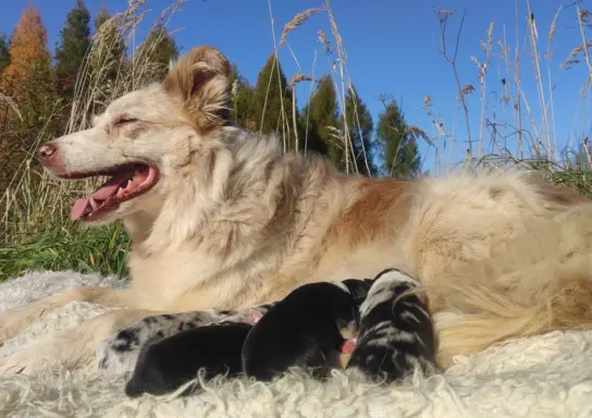 Szczenię BORDER COLLIE z Hodowli - Rasowy pies z pełną dok. 7