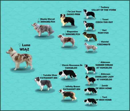 Szczenię BORDER COLLIE z Hodowli - Rasowy pies z pełną dok. 8