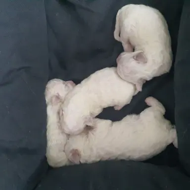 Szczenięta Bichon Frise 5