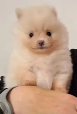 Pomeranian Szpic Miniaturowy 2