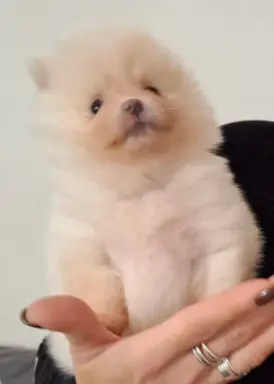 Pomeranian Szpic Miniaturowy 3