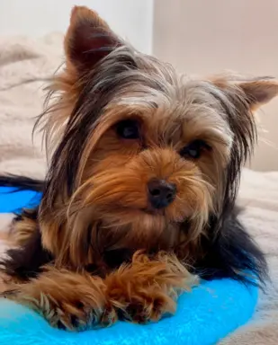 Piękny mini Yorkshire Terrier 2