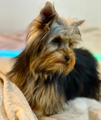 Piękny mini Yorkshire Terrier 3