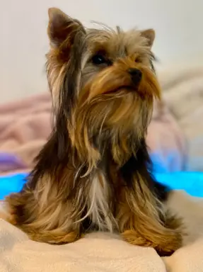 Piękny mini Yorkshire Terrier 4