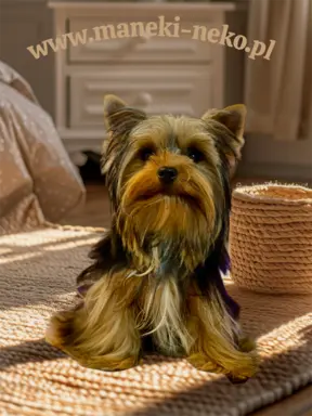 Piękny mini Yorkshire Terrier 5