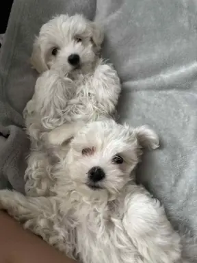 Szczeniak maltańczyk 2