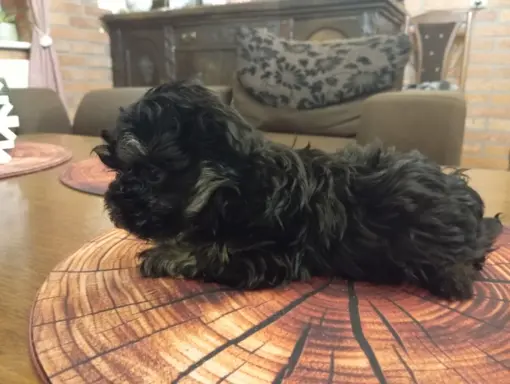 Oferuję do sprzedaży Sunię rasy Rosyjska Bolonka Kolorowa 3