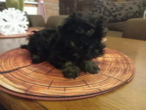 Oferuję do sprzedaży Sunię rasy Rosyjska Bolonka Kolorowa 4