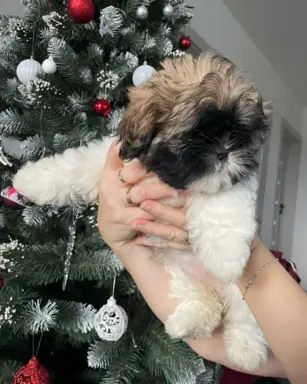 Shih Tzu, 10 tygodni 2