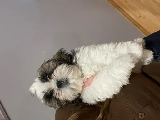 Shih Tzu, 10 tygodni 3