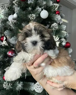 Shih Tzu, 10 tygodni 4