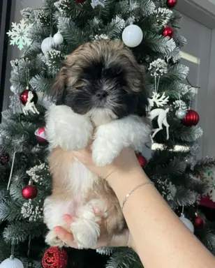 Shih Tzu, 10 tygodni 1