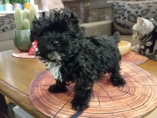 Sprzedam pieska rasy Rosyjska Bolonka Kolorowa o im. Karat 2