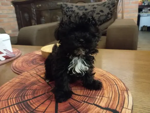 Sprzedam pieska rasy Rosyjska Bolonka Kolorowa o im. Karat 3