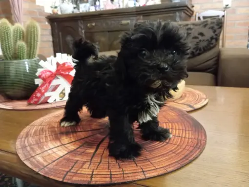 Sprzedam pieska rasy Rosyjska Bolonka Kolorowa o im. Karim 2