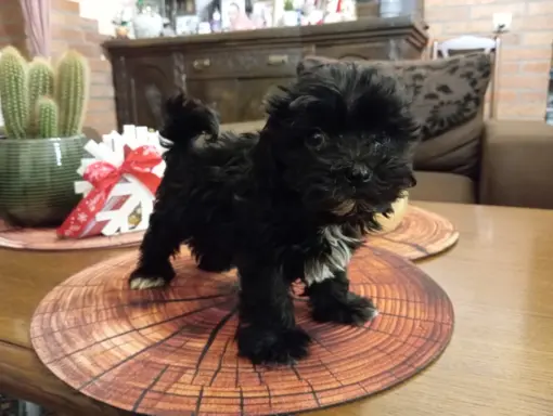 Sprzedam pieska rasy Rosyjska Bolonka Kolorowa o im. Karim 3