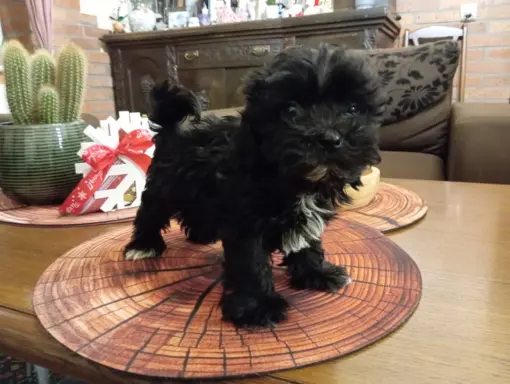 Sprzedam pieska rasy Rosyjska Bolonka Kolorowa o im. Karim 4