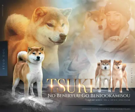 Zapowiedź miotu Shiba Inu FCI 1