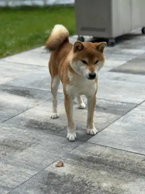 Zapowiedź miotu Shiba Inu FCI 2