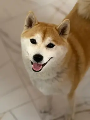 Zapowiedź miotu Shiba Inu FCI 3