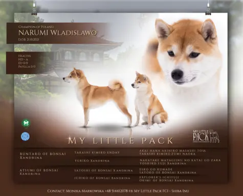 Zapowiedź miotu Shiba Inu FCI 4