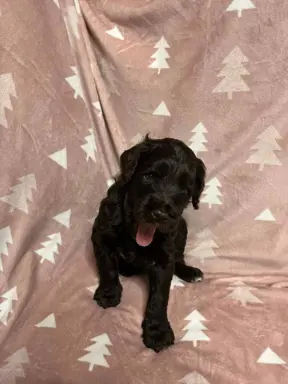 Aussiedoodle Standardowe 3