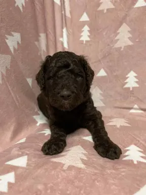 Aussiedoodle Standardowe 6