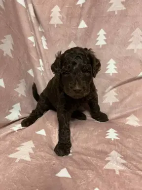 Aussiedoodle Standardowe 4