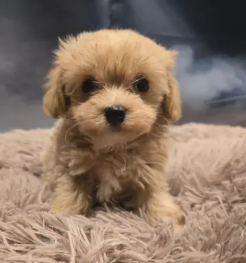 Maltipoo mini sunia xs 2