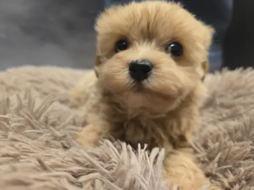 Maltipoo mini sunia xs 3