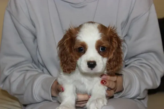 Cavalier King Charles Spaniel szczeniaczki ZKwP po CH.PL. 5