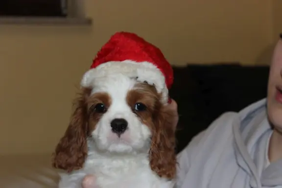 Cavalier King Charles Spaniel szczeniaczki ZKwP po CH.PL. 6
