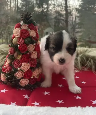 spaniel kontynentalny miniaturowy phalene (ćma) ZKwP, FCI 1