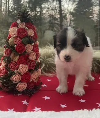 spaniel kontynentalny miniaturowy phalene (ćma) ZKwP, FCI 2