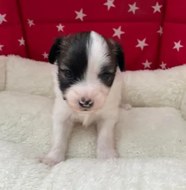 spaniel kontynentalny miniaturowy phalene (ćma) ZKwP, FCI 4