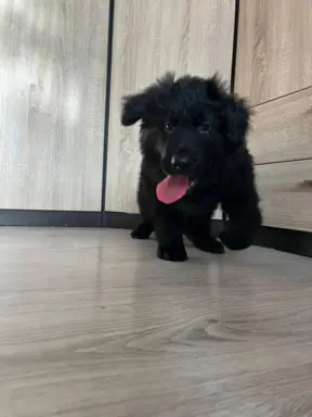 Owczarek niemiecki długowłosy czarny 2