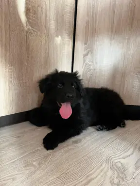 Owczarek niemiecki długowłosy czarny 1