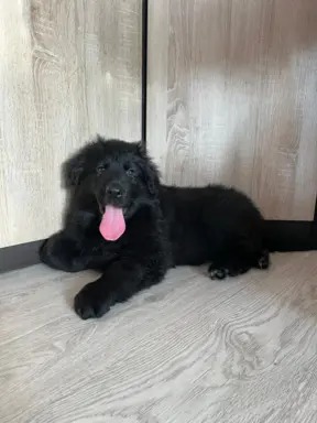 Owczarek niemiecki długowłosy czarny 3