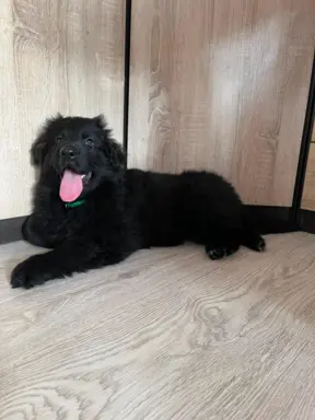Owczarek niemiecki długowłosy czarny 4