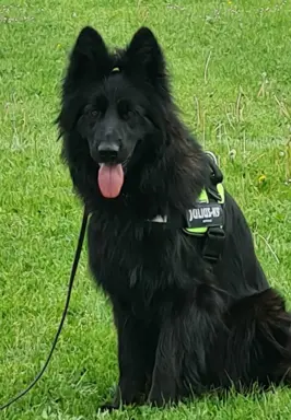 Owczarek niemiecki długowłosy czarny 6