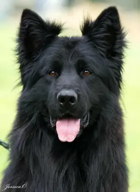 Owczarek niemiecki długowłosy czarny 7