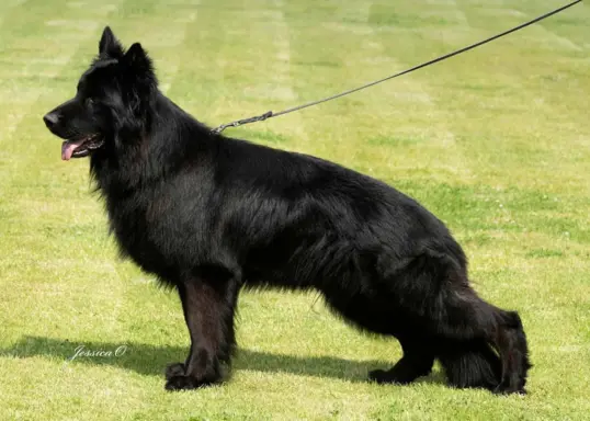 Owczarek niemiecki długowłosy czarny 8