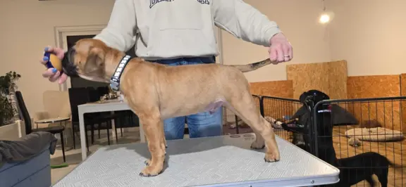 Sprzedam szczenięta 2