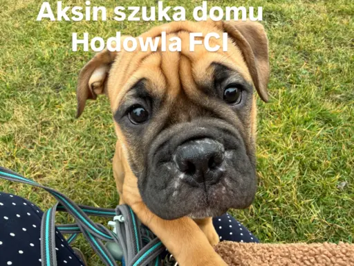 Sprzedam szczenięta 1