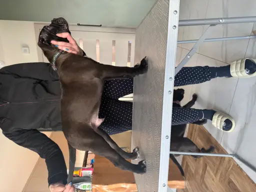 Sprzedam szczenięta 3