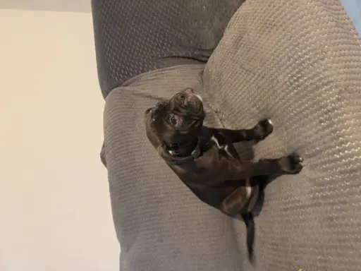 Sprzedam szczenięta 4