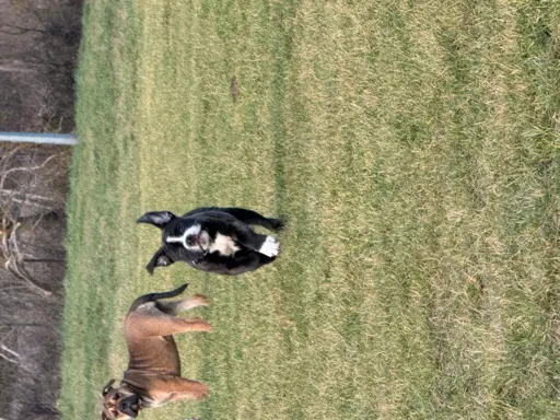 Sprzedam szczenięta 5